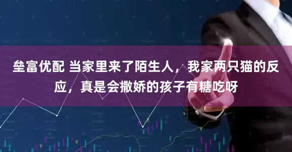 垒富优配 当家里来了陌生人，我家两只猫的反应，真是会撒娇的孩子有糖吃呀